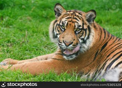 Portrait of Sumatran Tiger Panthera Tigris Sumatrae big cat in captivity