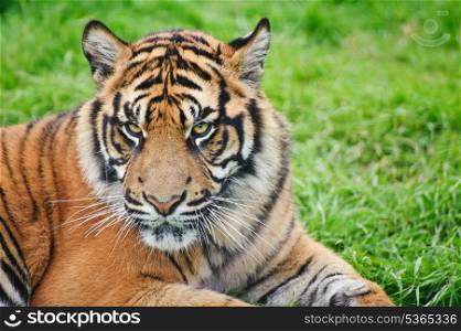 Portrait of Sumatran Tiger Panthera Tigris Sumatrae big cat in captivity
