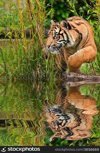 Portrait of Sumatran Tiger Panthera Tigris Sumatrae big cat in captivity reflected in calm water