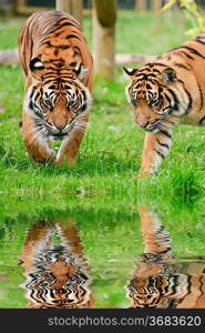 Portrait of Sumatran Tigers Panthera Tigris Sumatrae big cat in captivity reflected in calm water