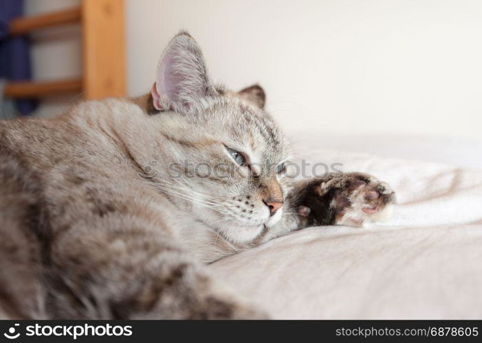 Portrait of tabby cat on brown plaid. European cat.