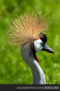 Portrait of the african grey crowned crane with yellow crown. Grey crowned crane in nature