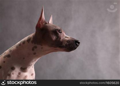 Portrait of the American naked terrier looking aside on a gray background