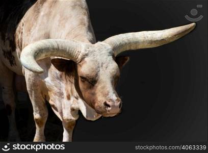 Portrait of the big Brown longhorn bull. Brown bull with long horns
