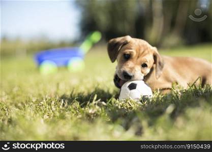 Portrait of the dog on the grass