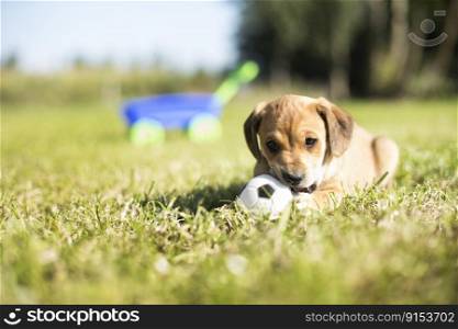 Portrait of the dog on the grass