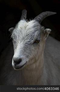 Portrait of the domestic goat on black background. White domestic goat close-up