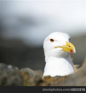 Portrait of the face of a seagull as she lies on her eggs between rocks