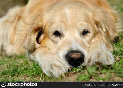 Portrait of the golden retriever in outdoor situation