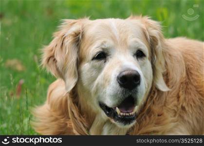 Portrait of the golden retriever in park with green background