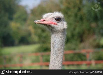 Portrait of the head and neck of an Ostrich
