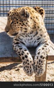 Portrait of the leopard. Portrait of the male leopard in a zoo