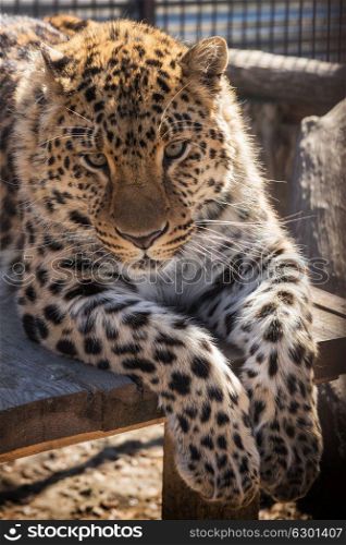 Portrait of the leopard. Portrait of the male leopard in a zoo