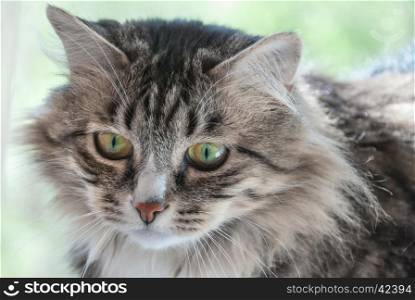 Portrait of the severe cat looks bleak close-up