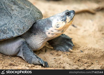 Portrait of the turtle on the sandy beach. Sea Turtle