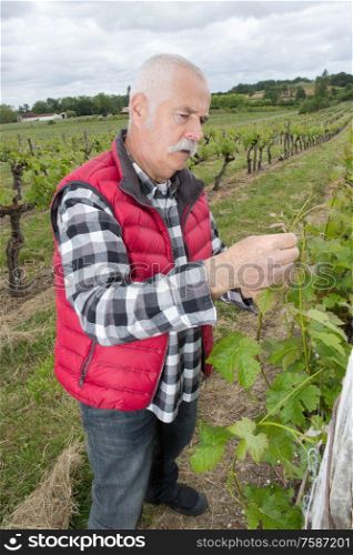portrait of the wine grower