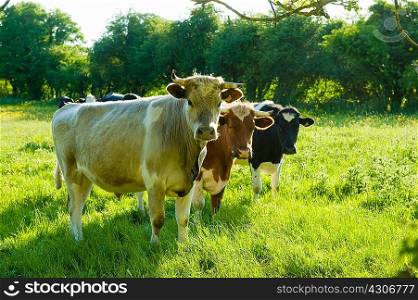 Portrait of three cows in grassy field