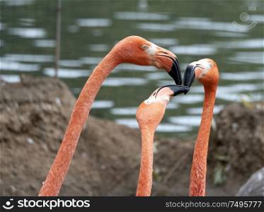 Portrait of three pink flamingos by the lake.. Portrait of three pink flamingos by the lake