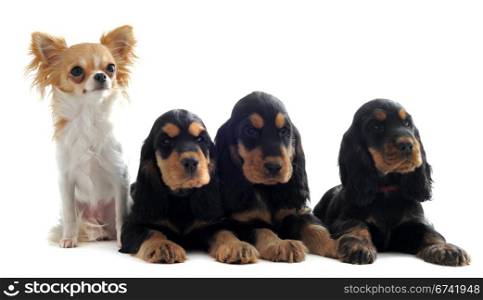 portrait of three puppies english cockers and a chihuahua in a studio