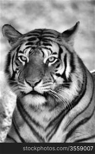 Portrait of Tigers Face in Black and White