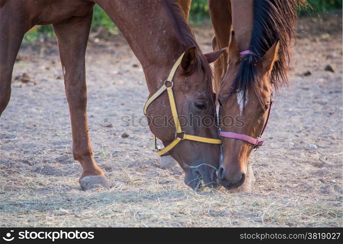 Portrait of two beautiful horses eating