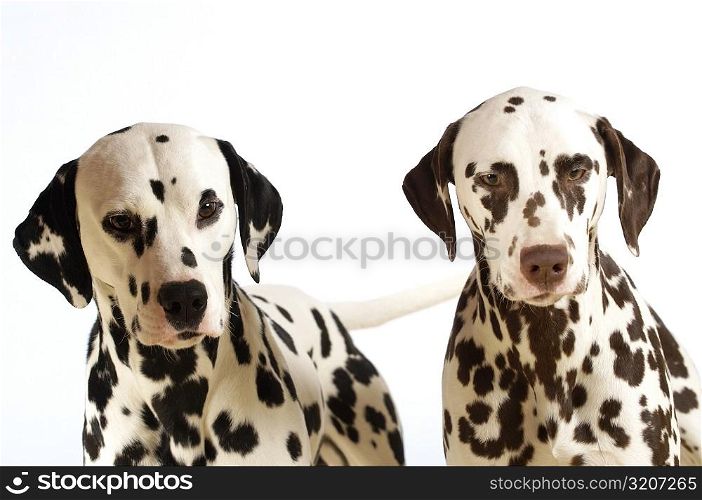 Portrait of two Dalmatians