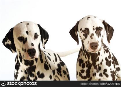 Portrait of two Dalmatians