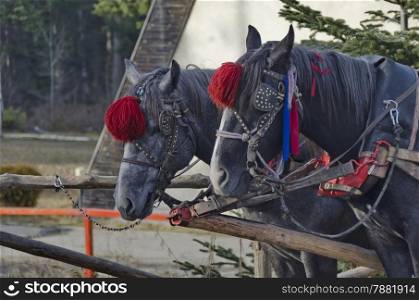 Portrait of two horses in harness, Borovetz resort, Rila mountain, Bulgaria
