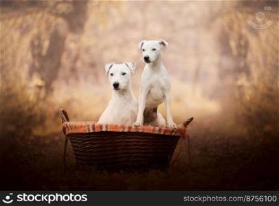 Portrait of two Jack Russell siblings sitting in a basket. Autumn portrait.