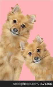 portrait of two mixed breed fluffy dogs looking at camera in front of a pink background. portrait of two mixed breed fluffy dogs