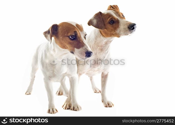 portrait of two purebred jack russel terrier in studio