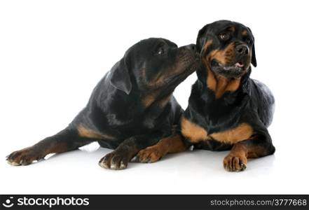 portrait of two purebred rottweiler in front of white background