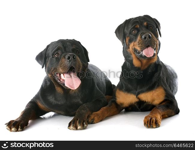portrait of two purebred rottweiler in front of white background