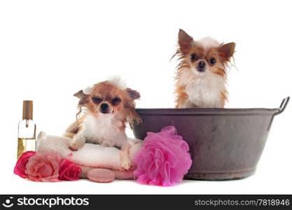portrait of two wet purebred chihuahuas in front of white background