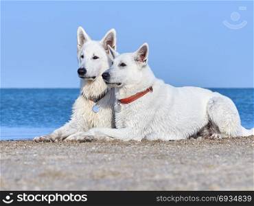 Portrait of two White Swiss Shepherds . Portrait of two White Swiss Shepherds by the Sea