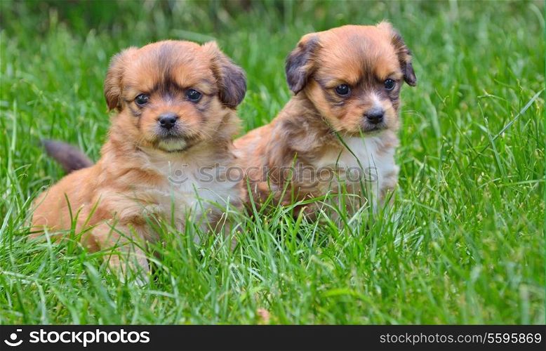 Portrait of two young dogs looking in the meadow