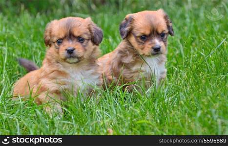 Portrait of two young dogs looking in the meadow