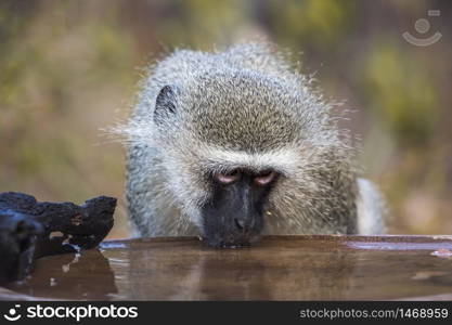 Portrait of Vervet monkey drinking at pond in Kruger National park, South Africa ; Specie Chlorocebus pygerythrus family of Cercopithecidae. Vervet monkey in Kruger National park, South Africa