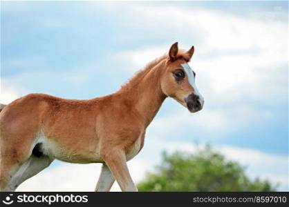 portrait of walking  beautiful  sorrel foal of sportive breed at freedom against sky background. cloudy day. close up