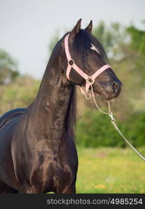 portrait of welsh pony stallion
