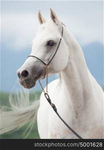 portrait of white amazing arabian stallion