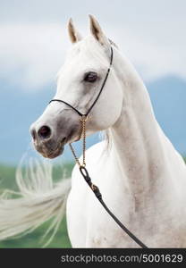 portrait of white amazing arabian stallion