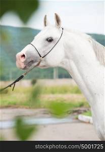 portrait of white arabian horse
