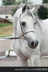 portrait of white arabian horse. close up