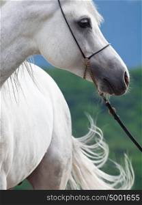 portrait of white arabian stallion.