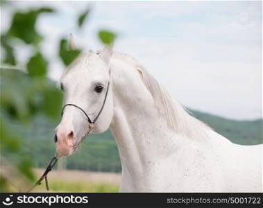 portrait of white arabian stallion