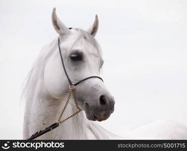 portrait of white arabian stallion at cloudy background