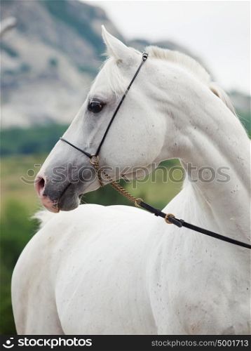 portrait of white arabian stallion at mountain background