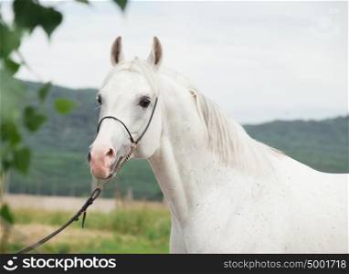 portrait of white arabian stallion at mountain background