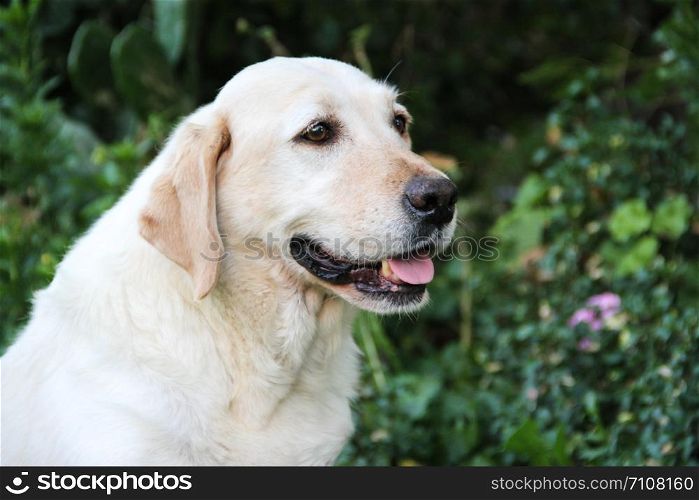 portrait of white labrador dog in the garden